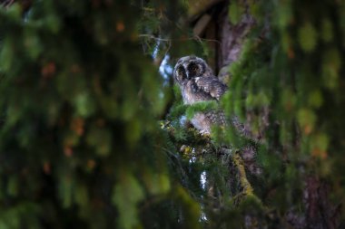 Uzun kulaklı Baykuş (Asio otus)