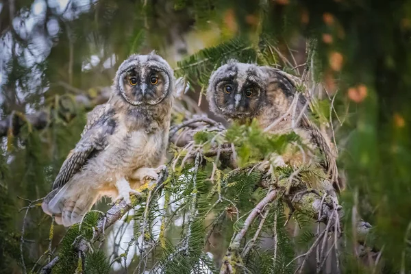 Hibou Des Marais Asio Otus — Photo