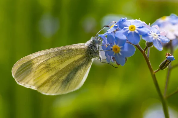 Green Veined White Butterfly Pieris Napi — Stock Photo, Image