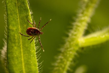 castor bean kene (Ixodes ricinus)