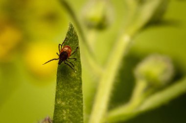 castor bean kene (Ixodes ricinus)
