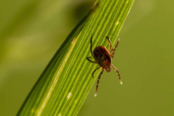 castor bean kene (Ixodes ricinus)