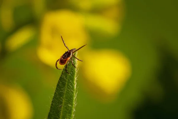 castor bean kene (Ixodes ricinus)