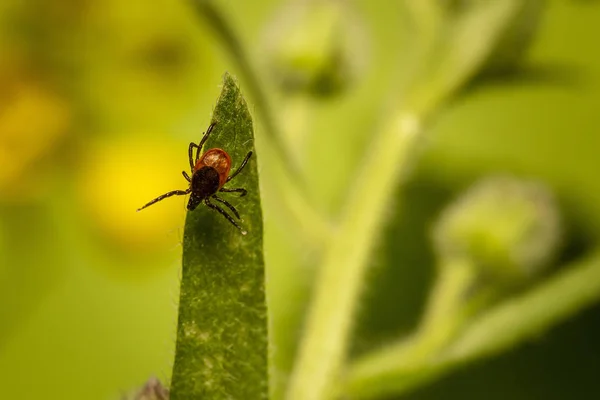 Tik Biji Jarak Ixodes Ricinus — Stok Foto