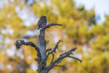 Avrasya cüce baykuş (Glaucidium passerinum)