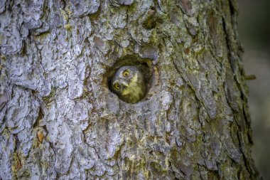 Avrasya cüce baykuş (Glaucidium passerinum)