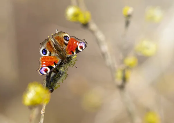 Frühling Schmetterling Pfau Aglais — Stockfoto