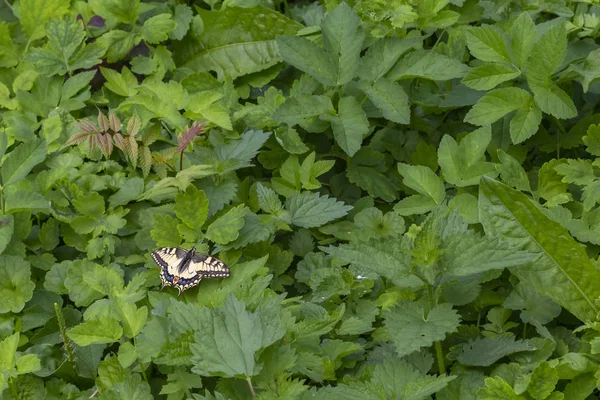 Old World Swallowtail Papilio Machaon — Stock Photo, Image