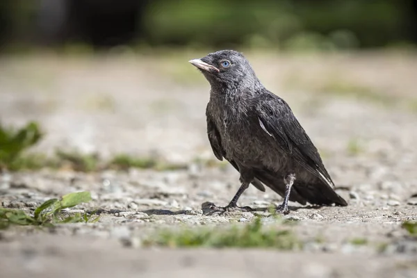 Western Jackdaw Corvus Monedula — Stock Photo, Image