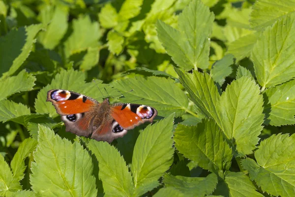 Spring Butterfly Peacock Aglais — Stock Photo, Image