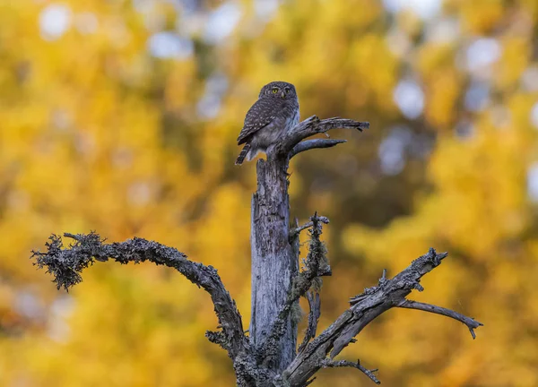 Eurasian Pygmy Owl Glaucidium Passerinum — Stock Photo, Image