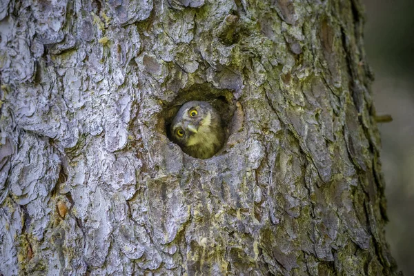 Avrasya cüce baykuş (Glaucidium passerinum)