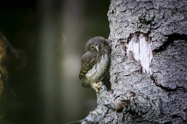 Búho Pigmeo Euroasiático Glaucidium Passerinum —  Fotos de Stock