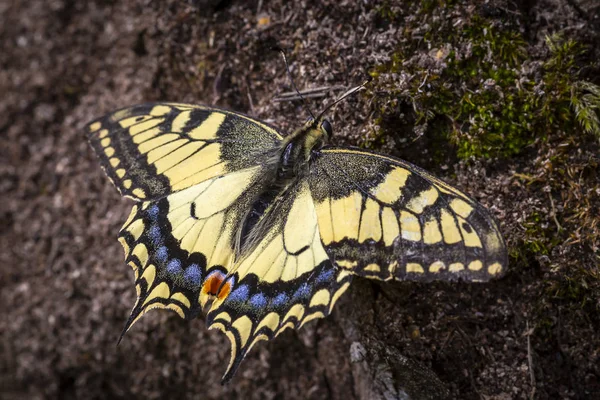 Velho Mundo Swallowtail Papilio Machaon — Fotografia de Stock