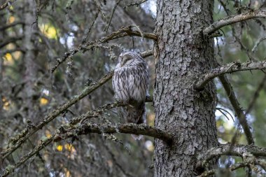 Ural baykuş (Strix uralensis)