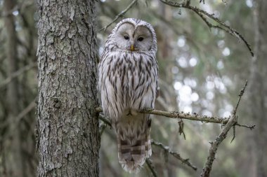 Ural baykuş (Strix uralensis)