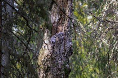 Ural baykuş (Strix uralensis)