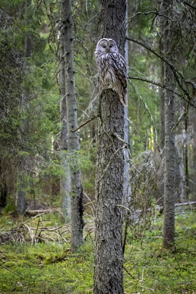 Urálbagoly Strix Uralensis — Stock Fotó