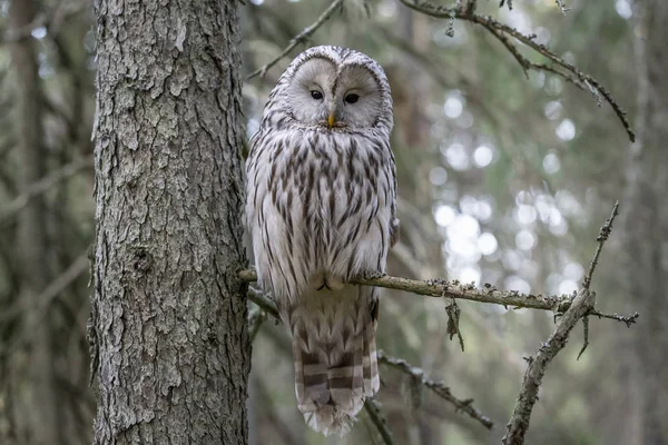 Ural baykuş (Strix uralensis)