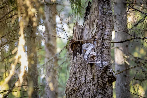 Urálbagoly Strix Uralensis — Stock Fotó