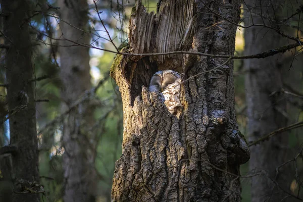 Ural Owl Strix Uralensis — Stock Photo, Image