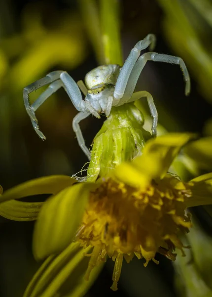 Retrato Una Araña Cangrejo — Foto de Stock