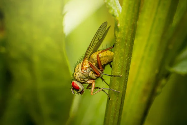 Retrato Una Mosca — Foto de Stock