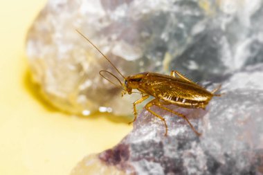 Alman hamamböceği (Blattella germanica)