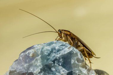 Alman hamamböceği (Blattella germanica)