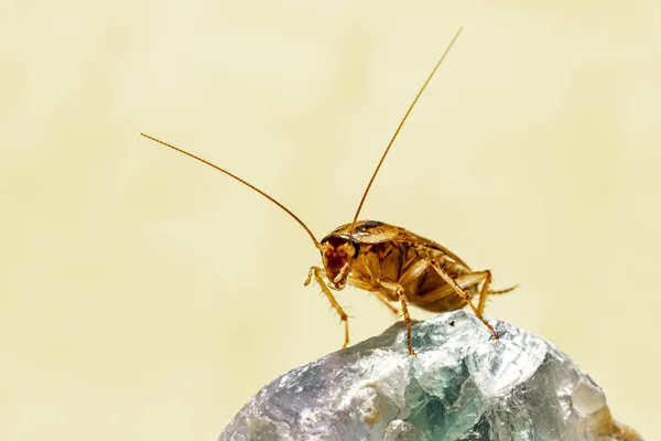 German Cockroach Blattella Germanica — 图库照片