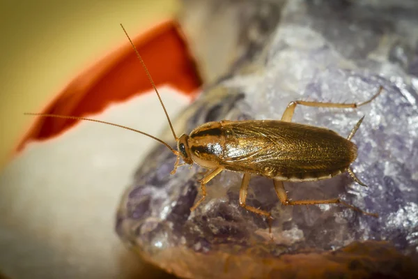 Alman hamamböceği (Blattella germanica)