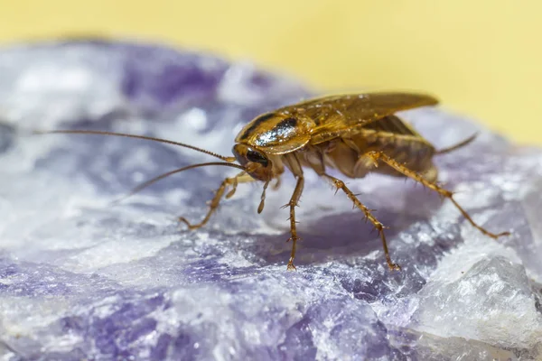 German Cockroach Blattella Germanica — 图库照片