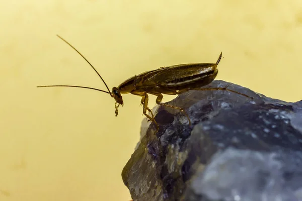 Německý Šváb Blattella Germanica — Stock fotografie