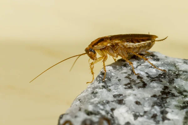 German Cockroach Blattella Germanica — 图库照片