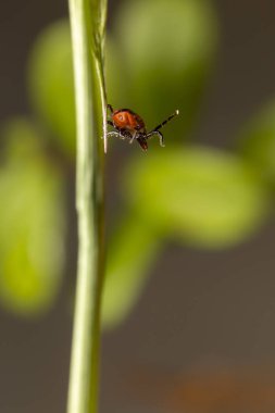 castor bean kene (Ixodes ricinus)
