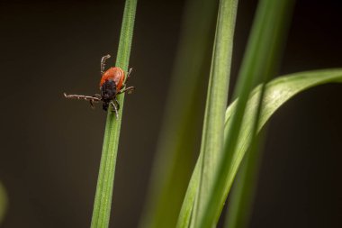 castor bean kene (Ixodes ricinus)