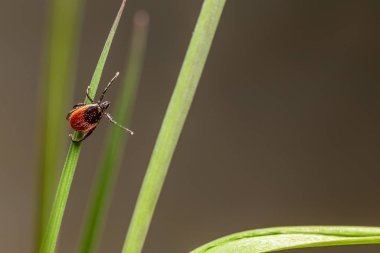 castor bean kene (Ixodes ricinus)