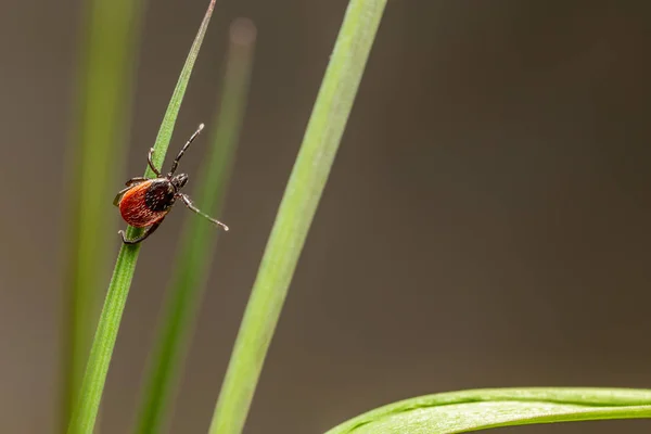 Τσιμπούρι Φασολιών Καστόρων Ixodes Ricinus — Φωτογραφία Αρχείου