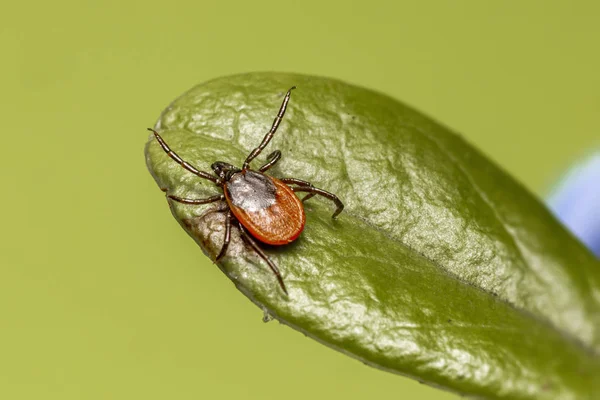 Carraça Mamona Ixodes Ricinus — Fotografia de Stock