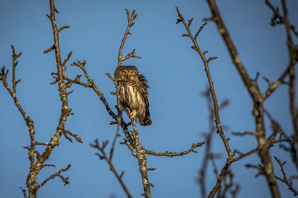 Карликовая Сова Glaucidium Passerinum — стоковое фото