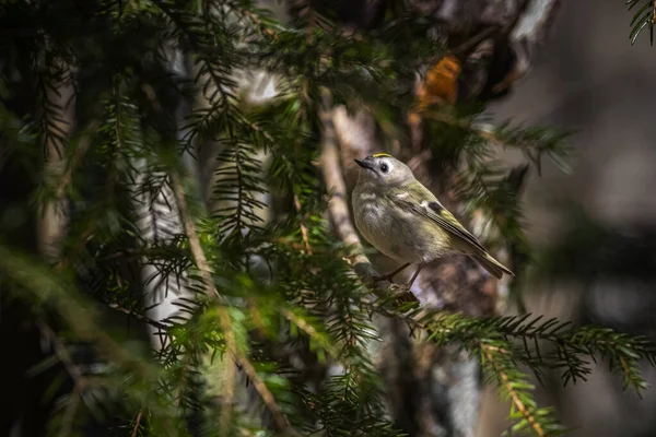 Vahşi Ormanda Goldcrest Regulus Regulus — Stok fotoğraf