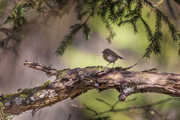 Goldcrest Regulus Regulus Wild Forest — Stock Photo, Image