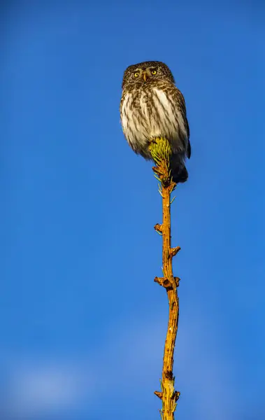 Eurasian Pygmy Owl Glaucidium Passerinum — Stock Photo, Image