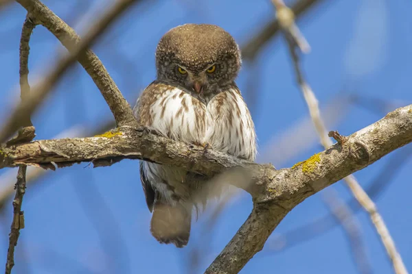 유라시아 올빼미 Glaucidium Passerinum — 스톡 사진