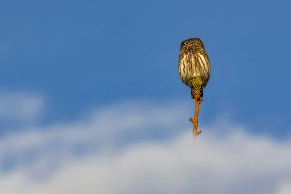 Карликовая Сова Glaucidium Passerinum — стоковое фото