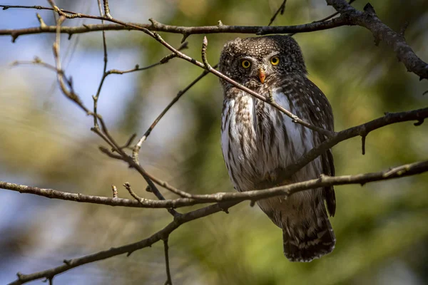 Hibou Pygmée Eurasie Glaucidium Passerinum — Photo