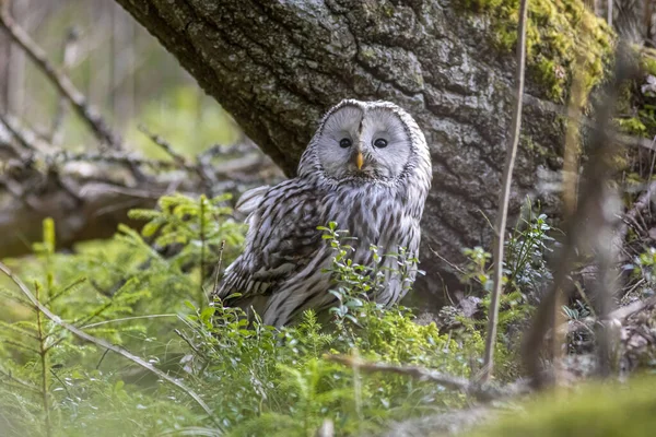 Coruja Real Strix Uralensis — Fotografia de Stock