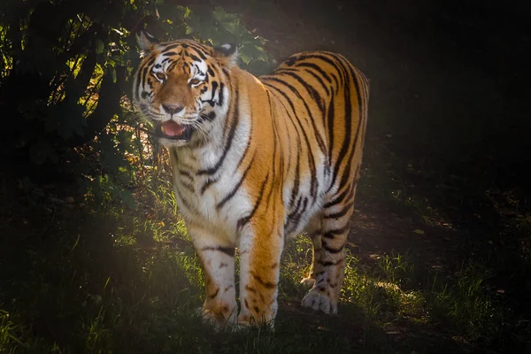 Tigre indonésio à espera de estragar — Fotografia de Stock