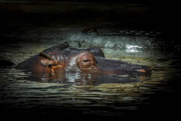 Detail der Nilpferdhaltung im Wasser — Stockfoto