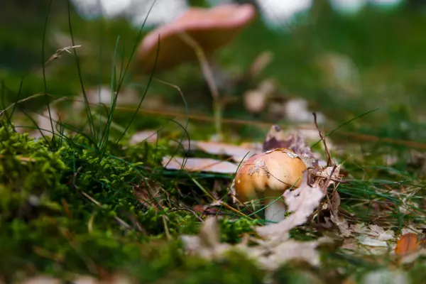 Mały grzyb zwany borowikiem w lesie — Zdjęcie stockowe